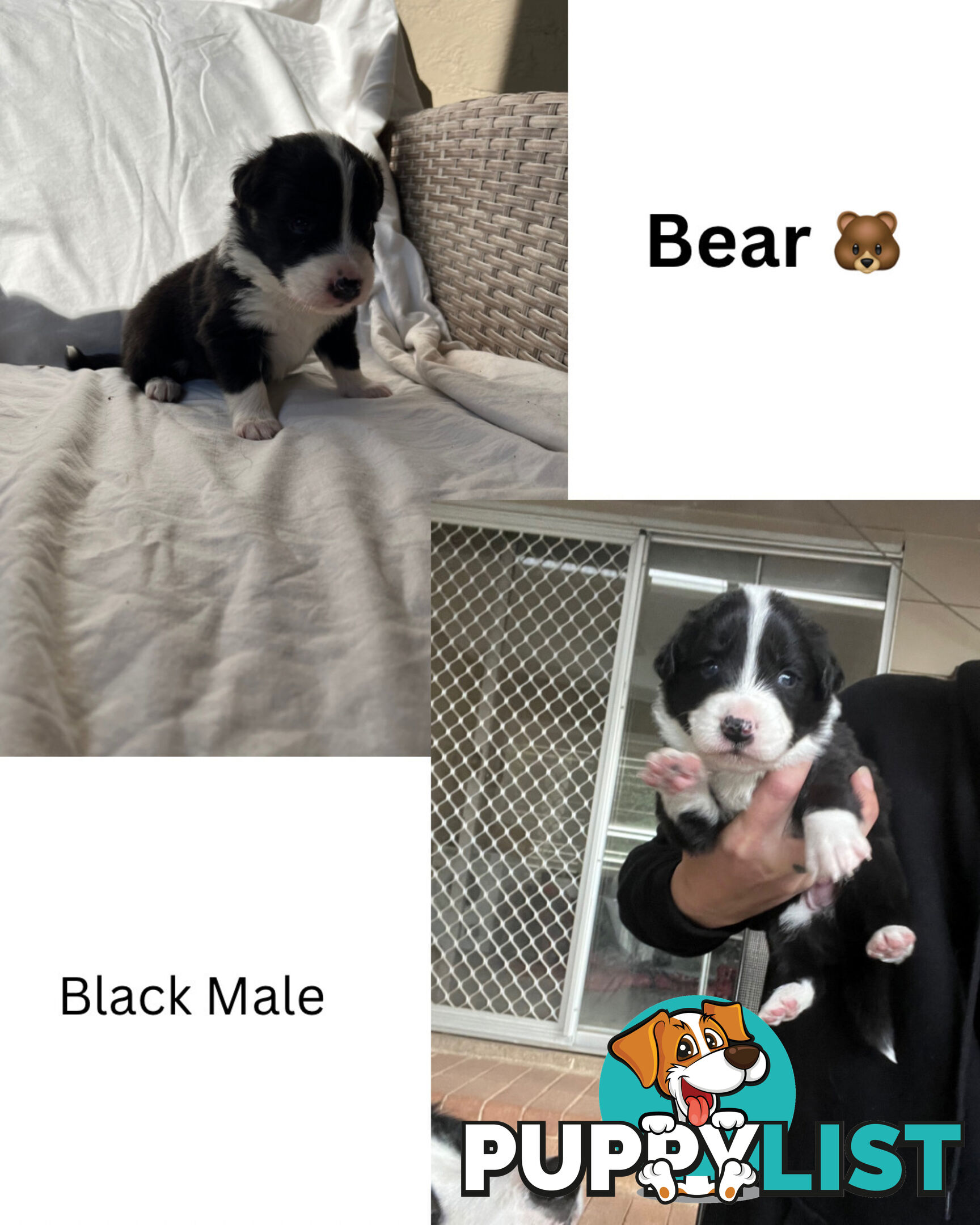 Purebred Border Collies