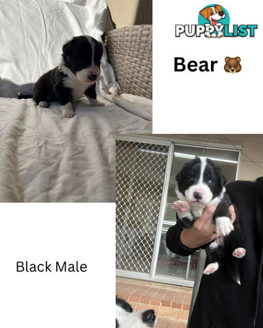 Purebred Border Collies