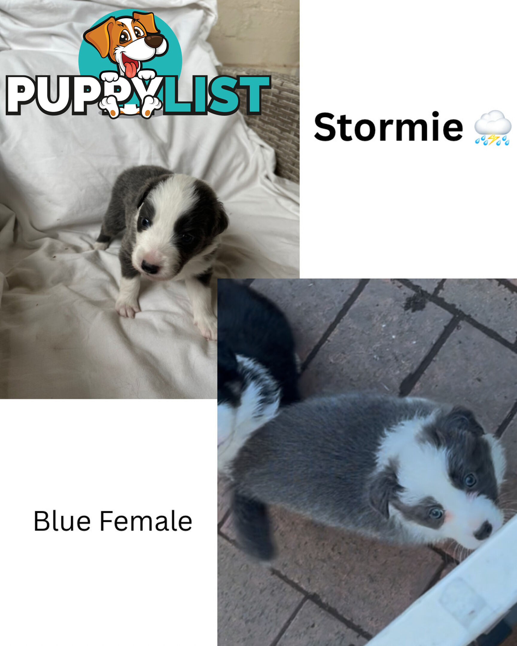 Purebred Border Collies