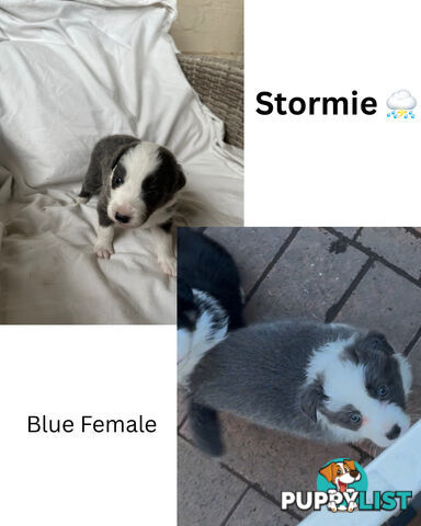 Purebred Border Collies
