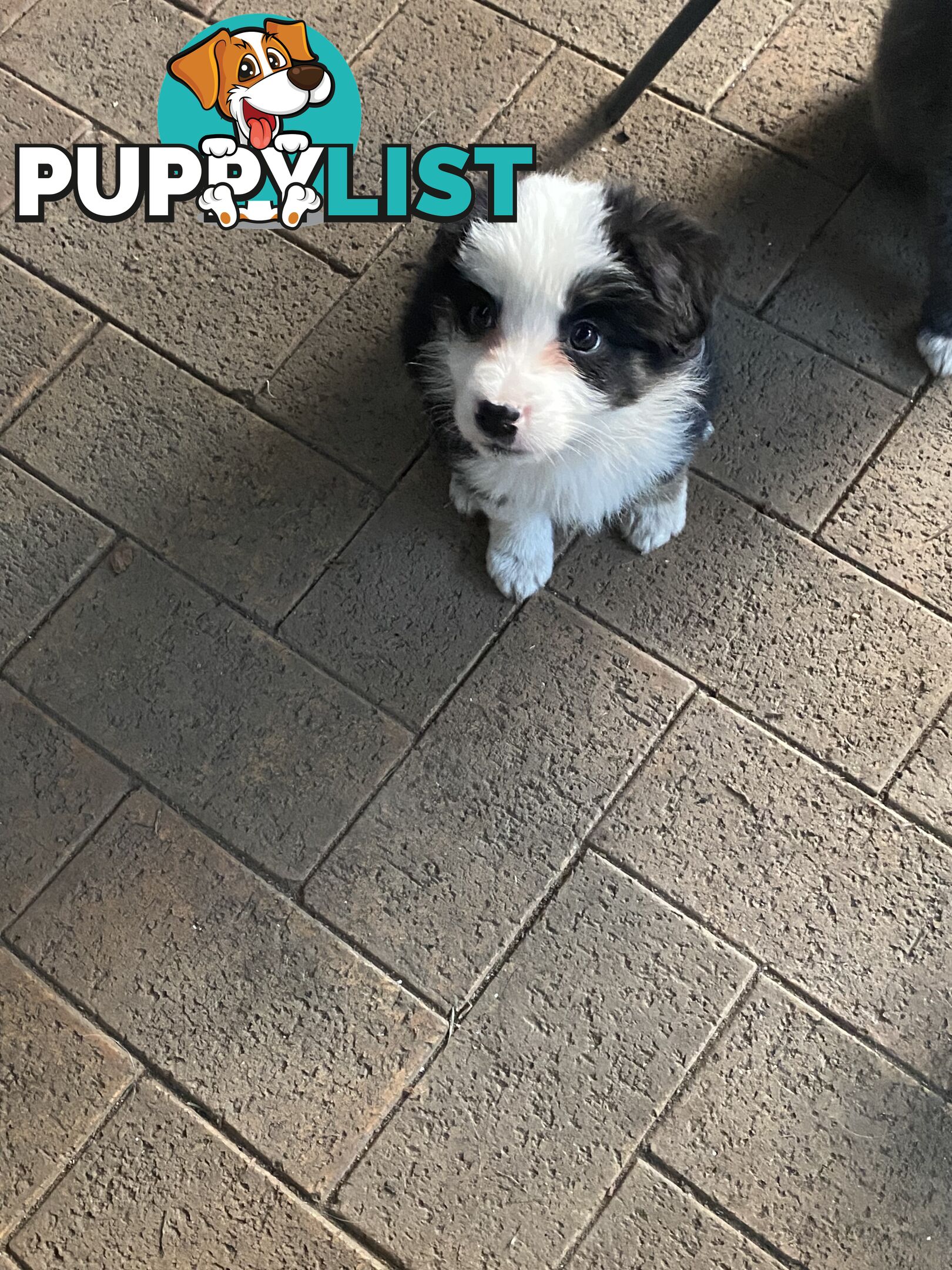 Purebred Border Collies