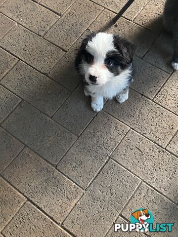 Purebred Border Collies