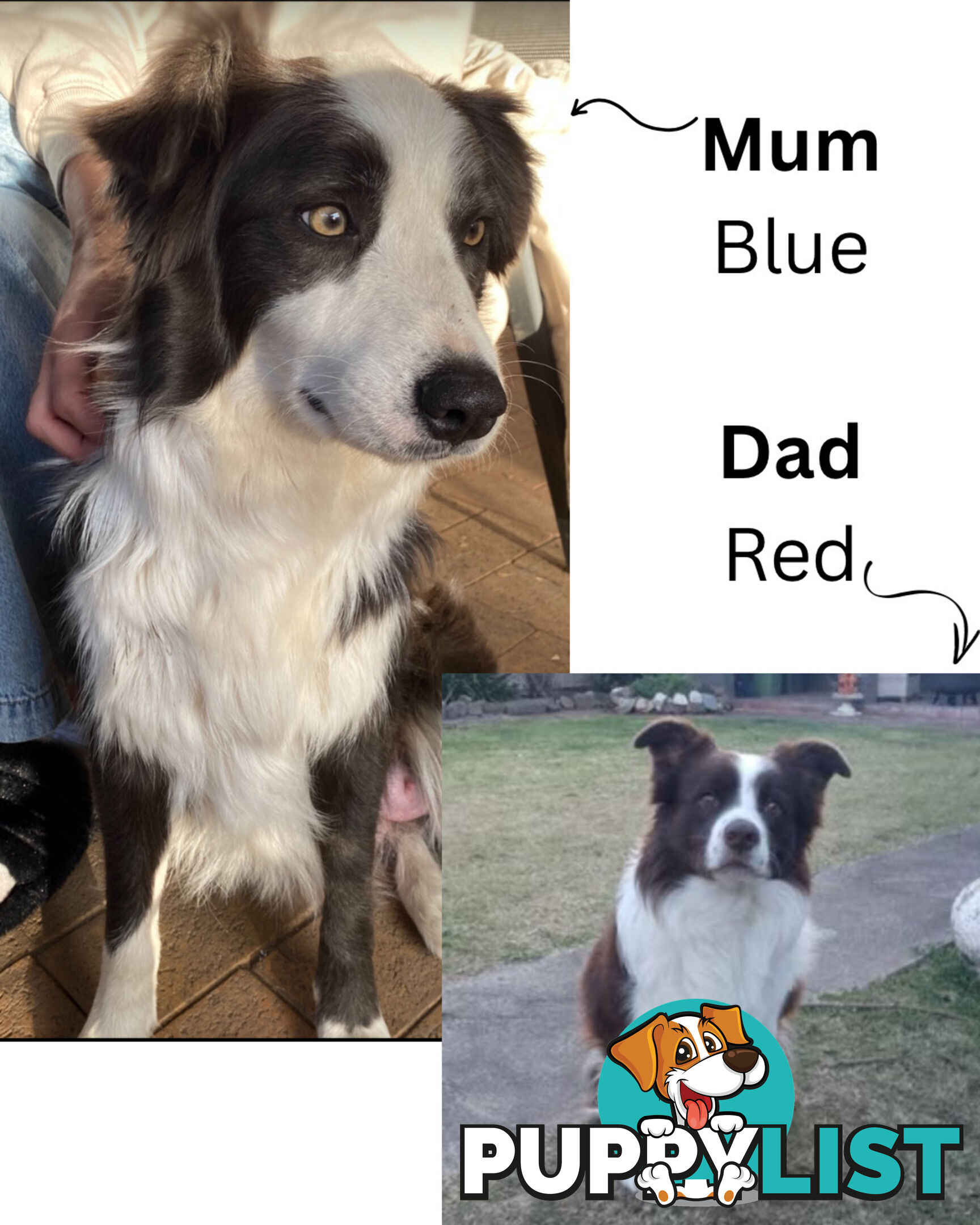 Purebred Border Collies