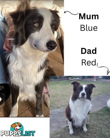 Purebred Border Collies