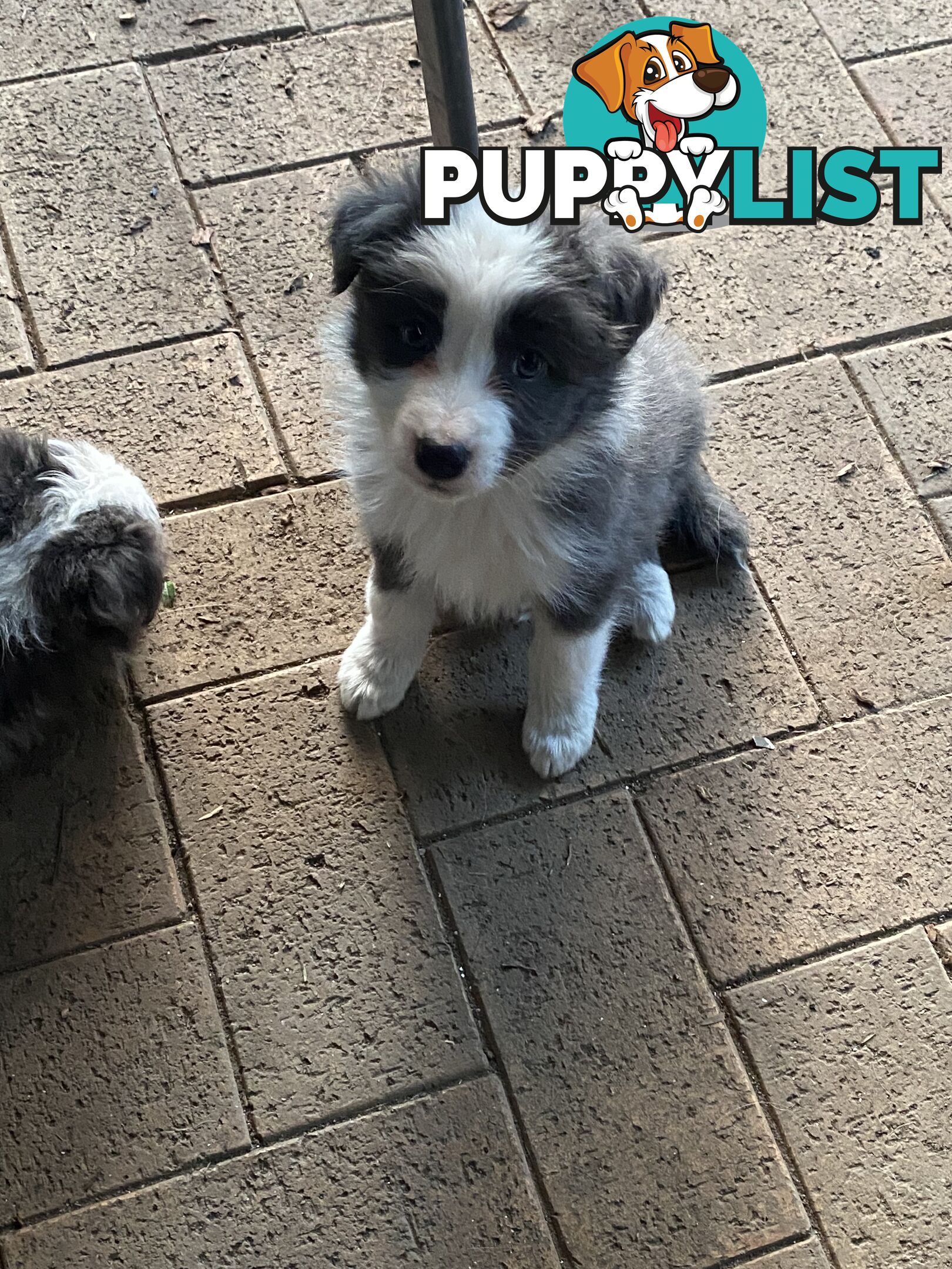 Purebred Border Collies