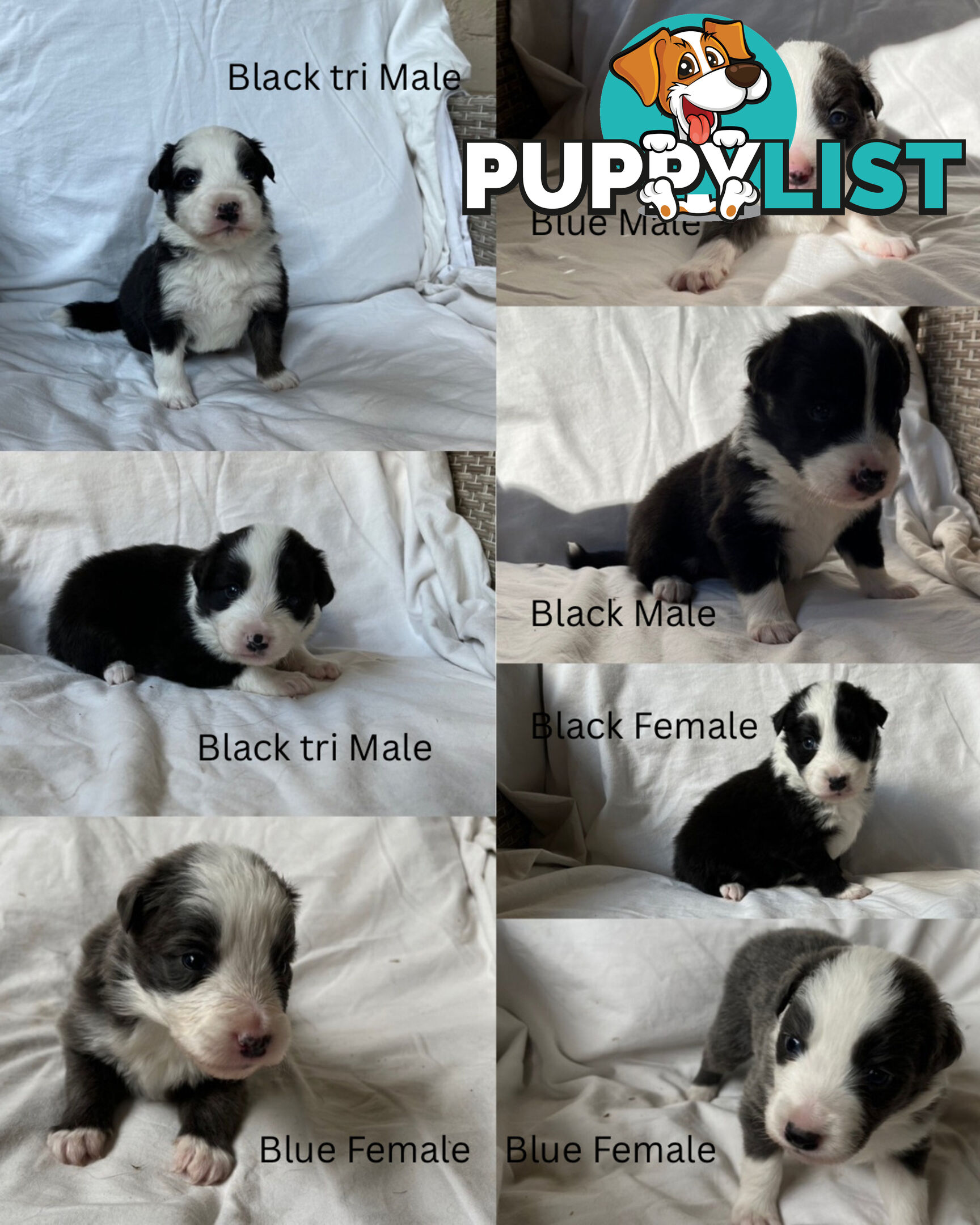 Purebred Border Collies