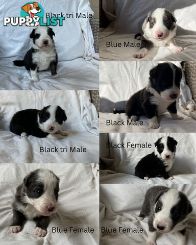 Purebred Border Collies