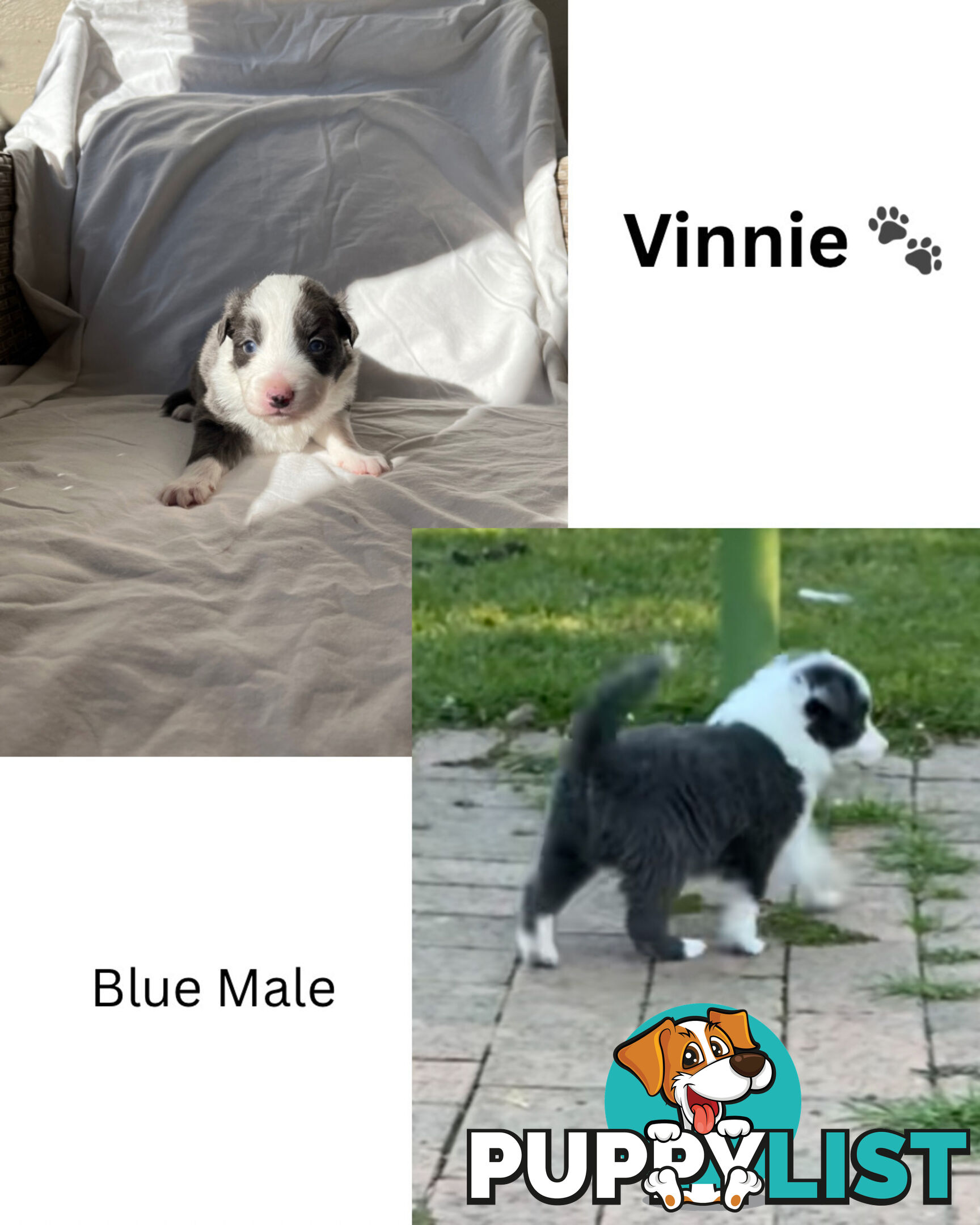 Purebred Border Collies