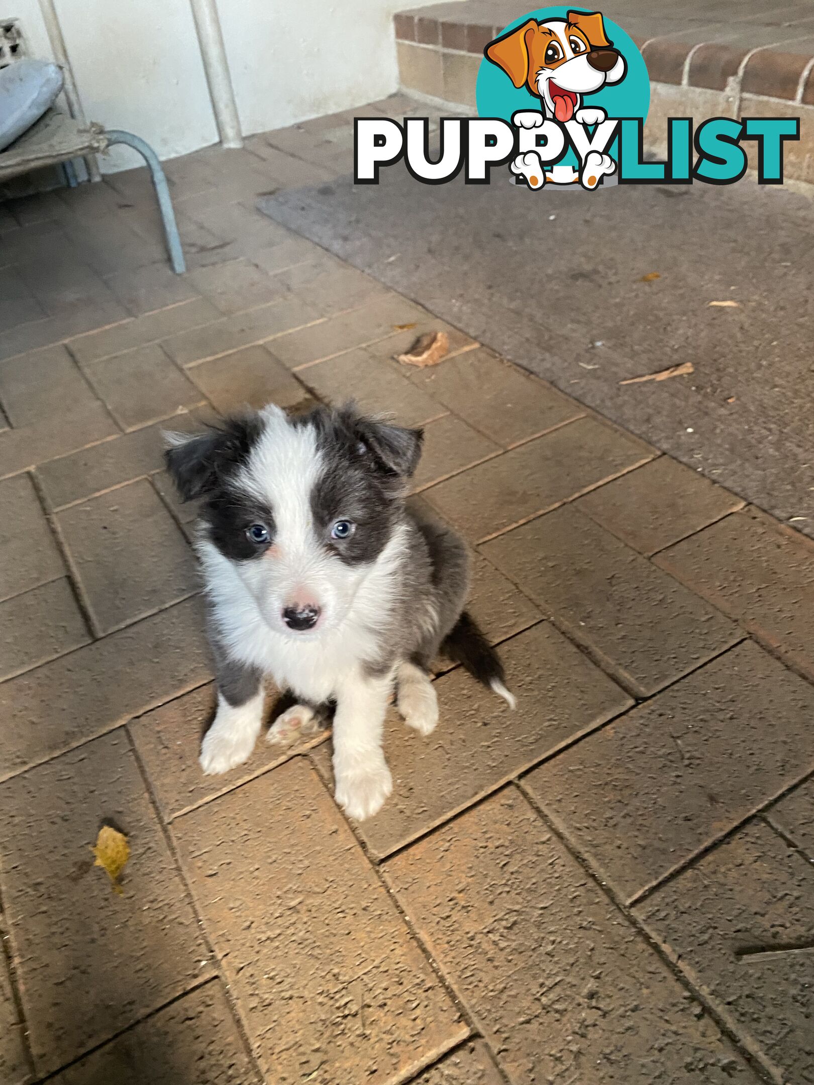 Purebred Border Collies