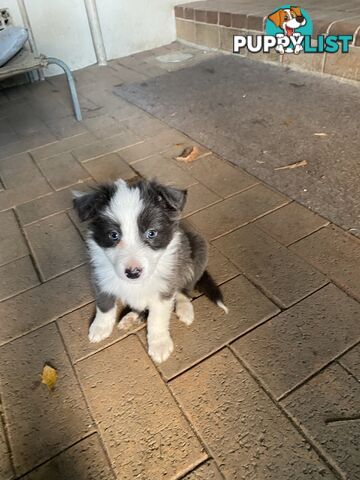 Purebred Border Collies