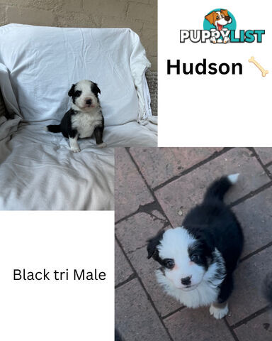 Purebred Border Collies