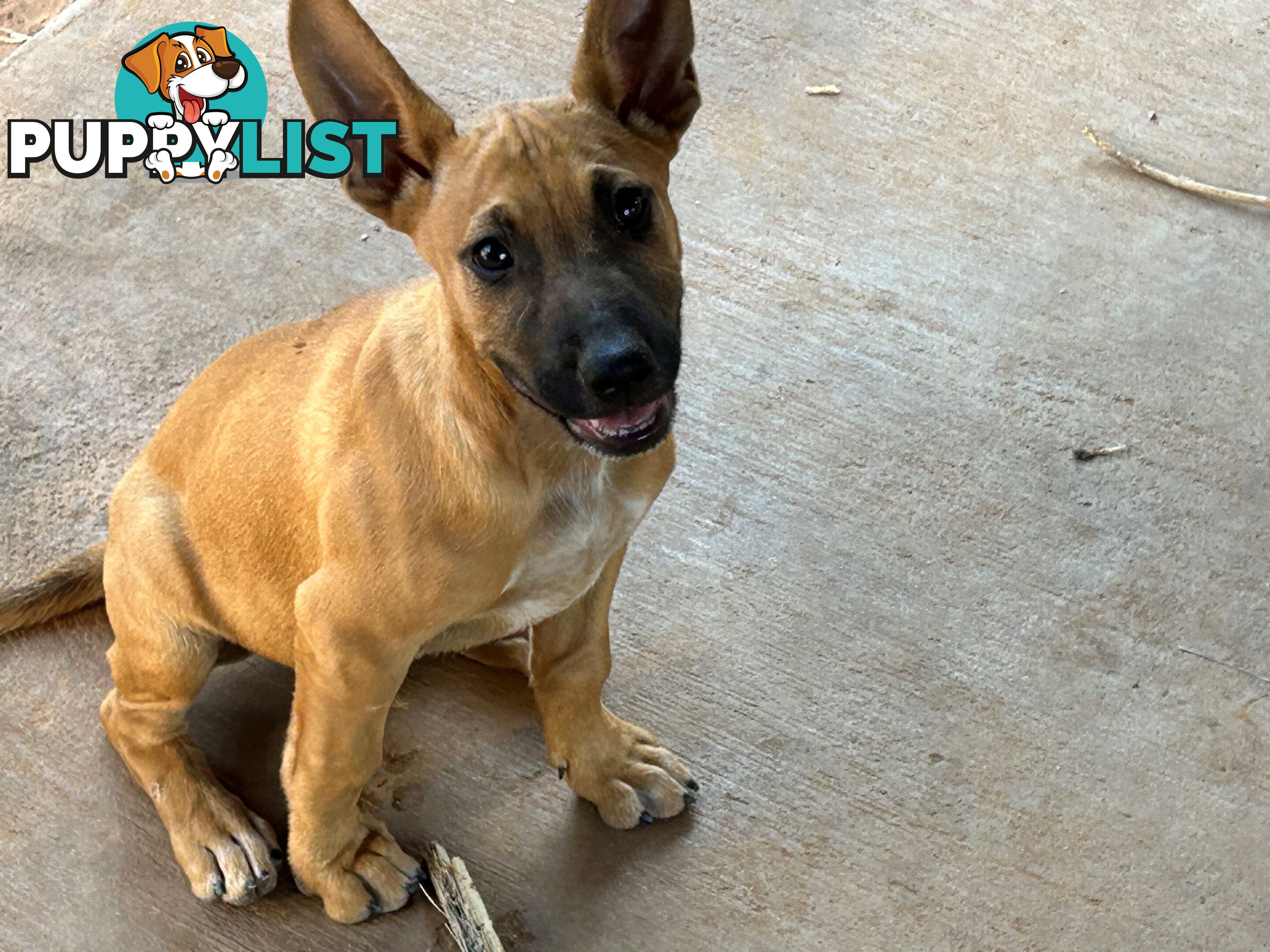 Blue Healer / Kelpie puppies