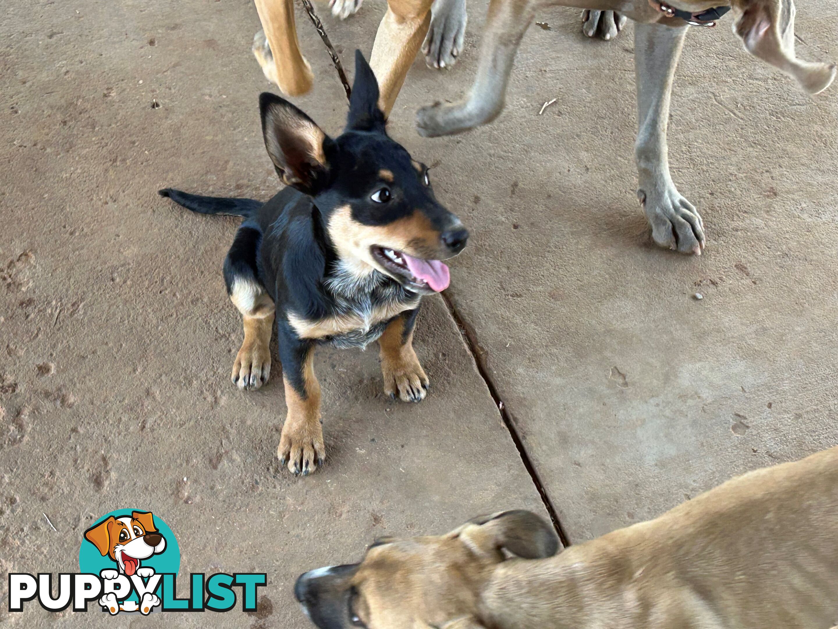 Blue Healer / Kelpie puppies