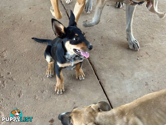 Blue Healer / Kelpie puppies