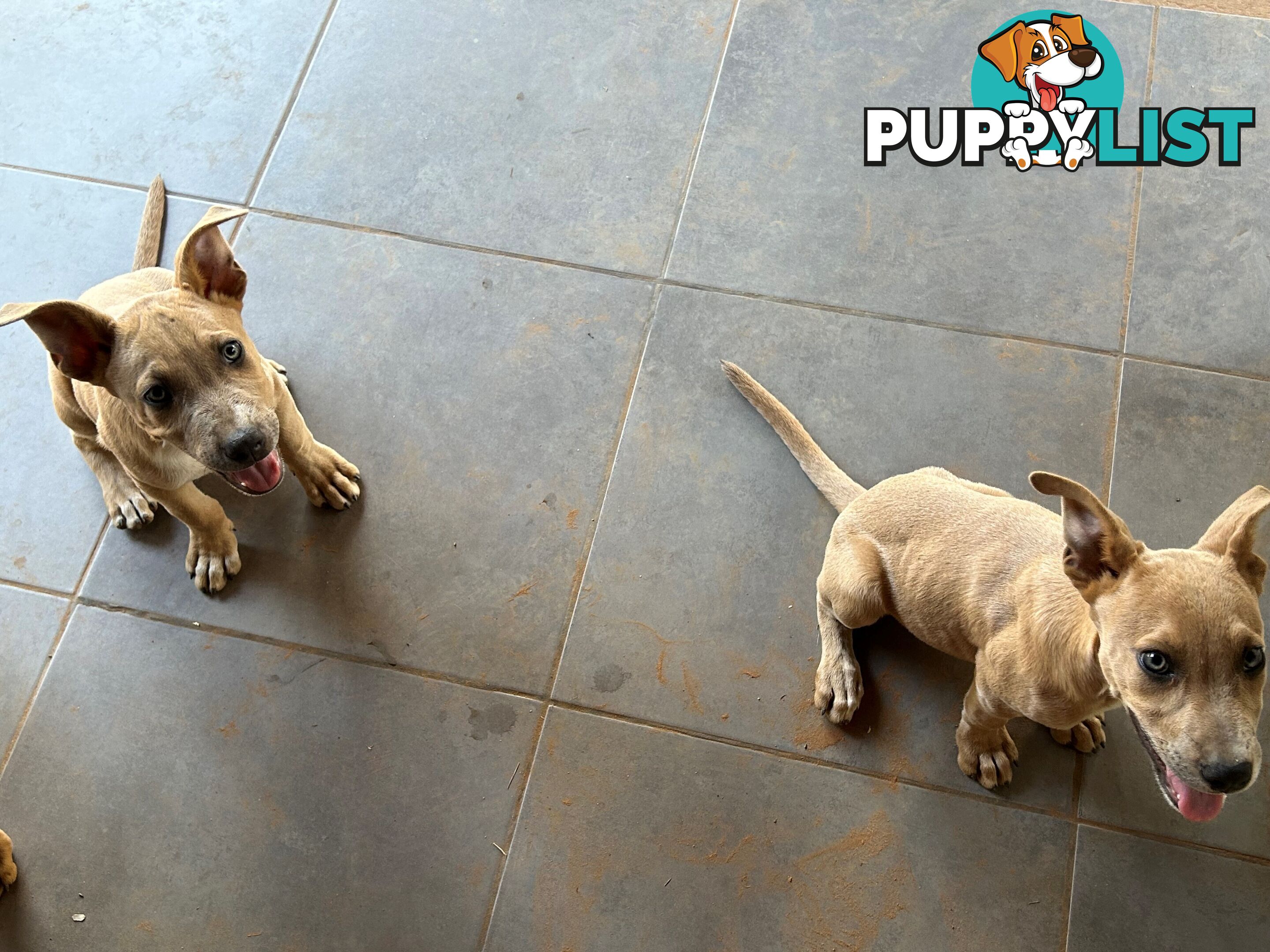 Blue Healer / Kelpie puppies