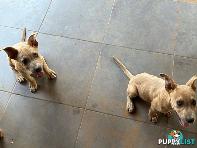 Blue Healer / Kelpie puppies