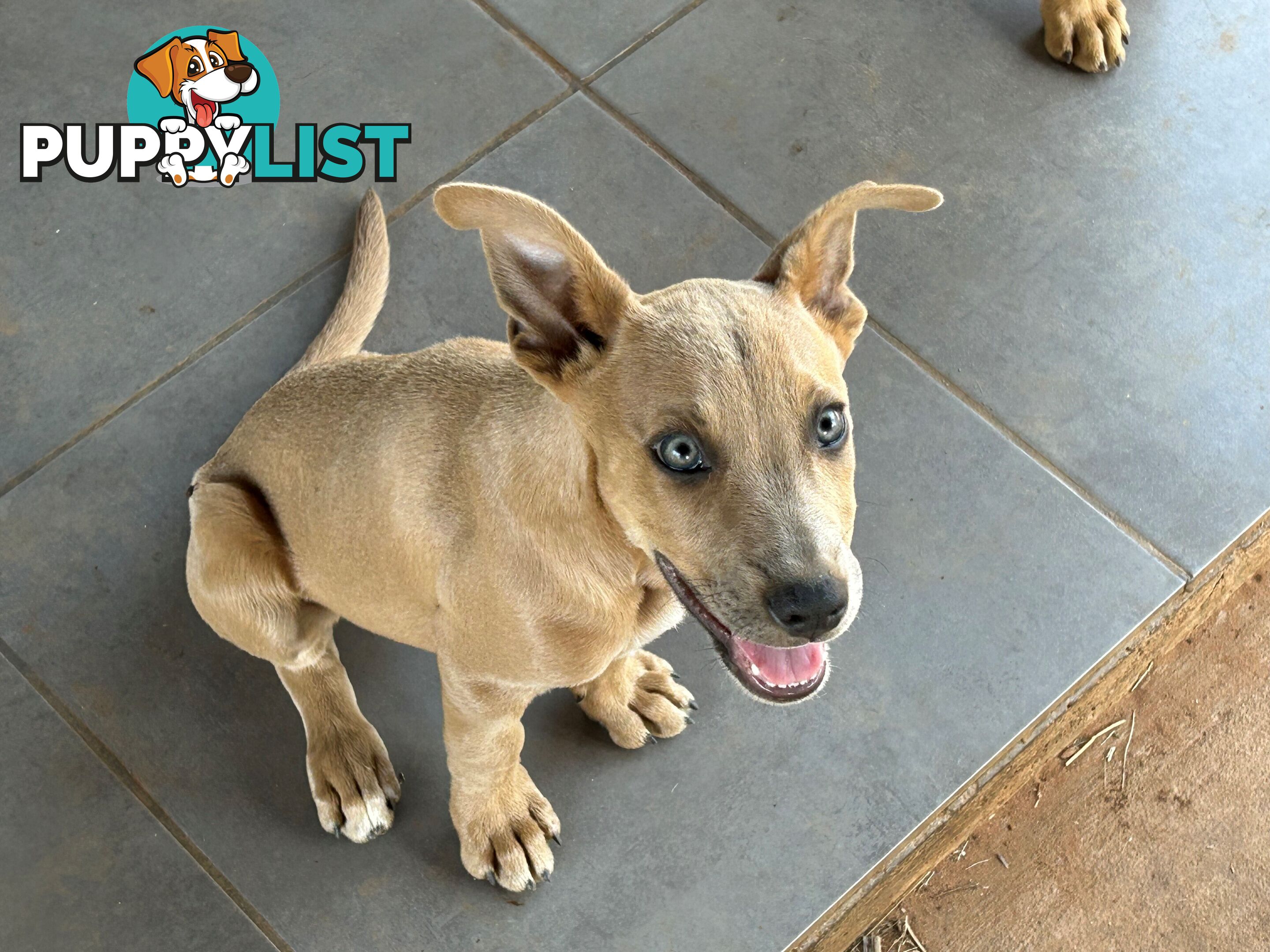 Blue Healer / Kelpie puppies