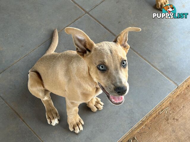 Blue Healer / Kelpie puppies