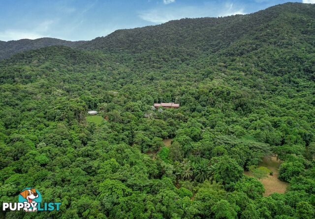 257 Cape Kimberley Road DAINTREE QLD 4873