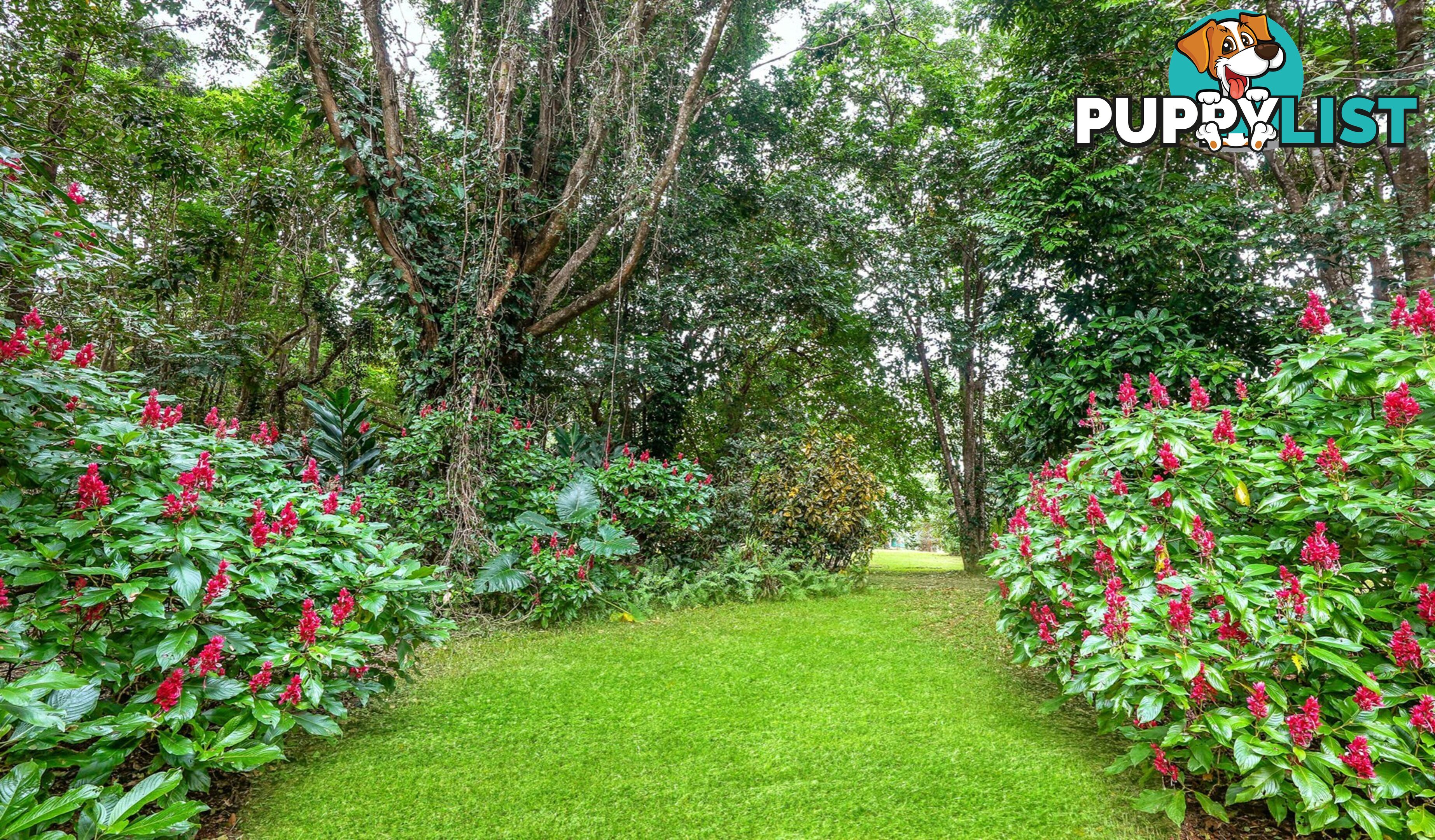 257 Cape Kimberley Road DAINTREE QLD 4873