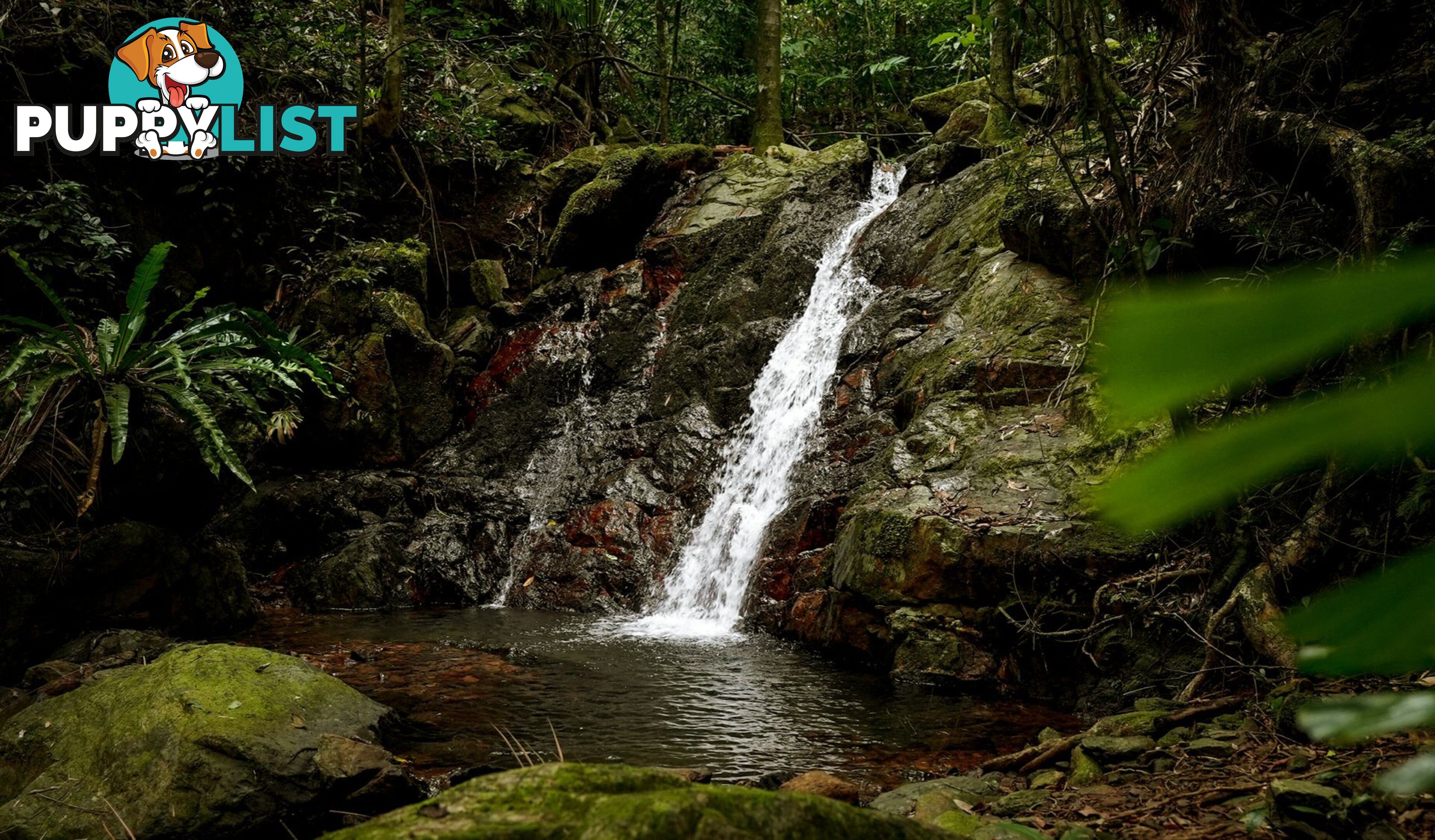257 Cape Kimberley Road DAINTREE QLD 4873