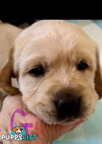 GOLDADORS - need forever home (golden x lab)