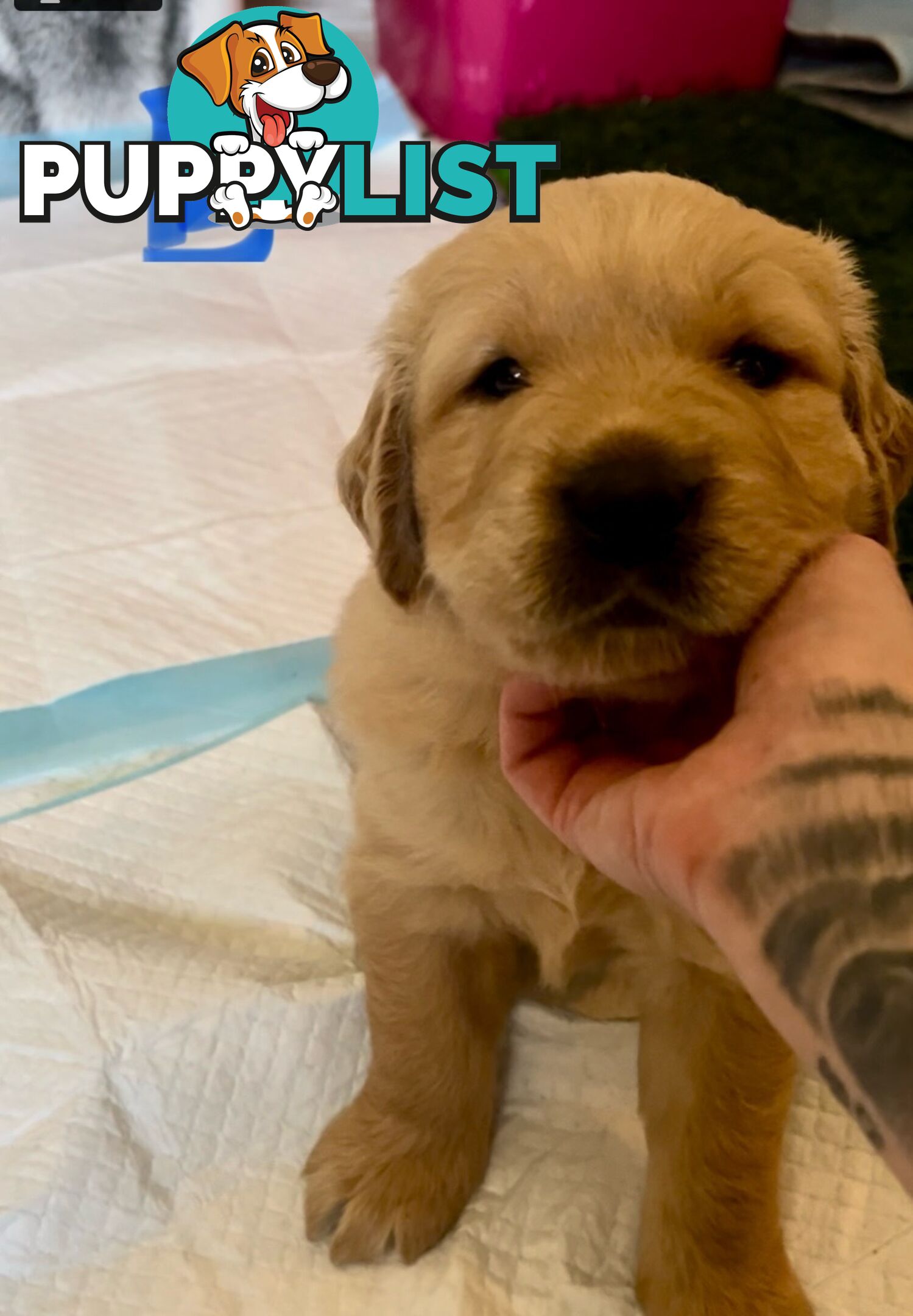 GOLDADORS - need forever home (golden x lab)