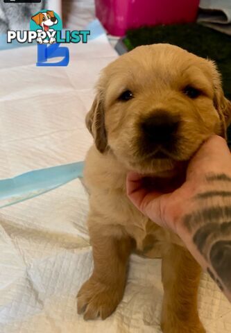 GOLDADORS - need forever home (golden x lab)