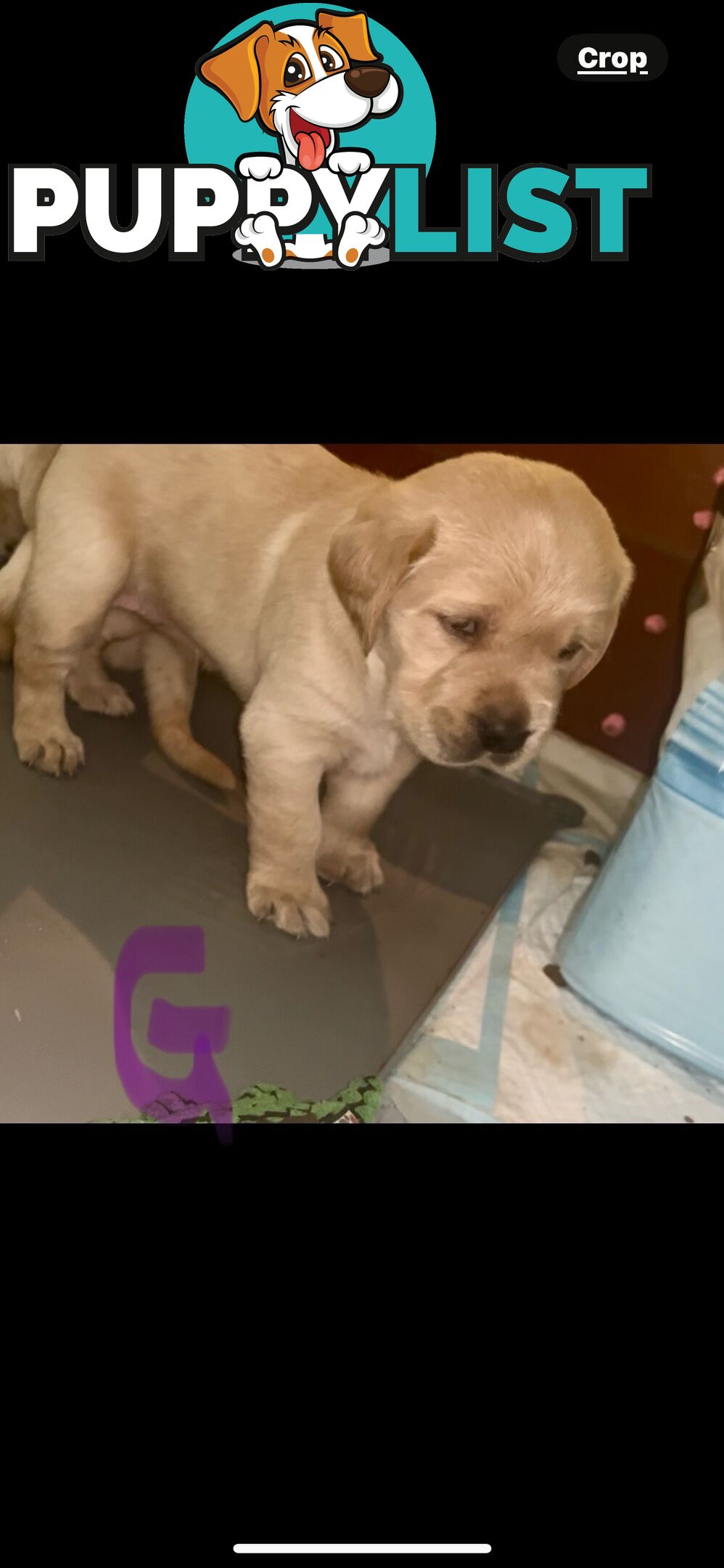 GOLDADORS - need forever home (golden x lab)