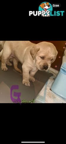 GOLDADORS - need forever home (golden x lab)