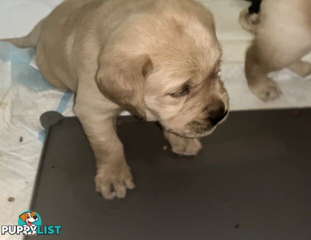 GOLDADORS - need forever home (golden x lab)