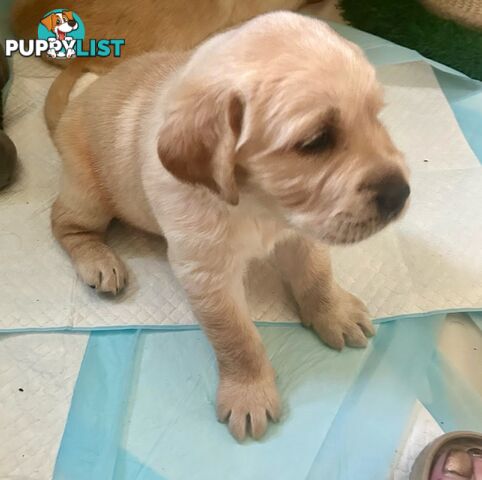 GOLDADORS - need forever home (golden x lab)