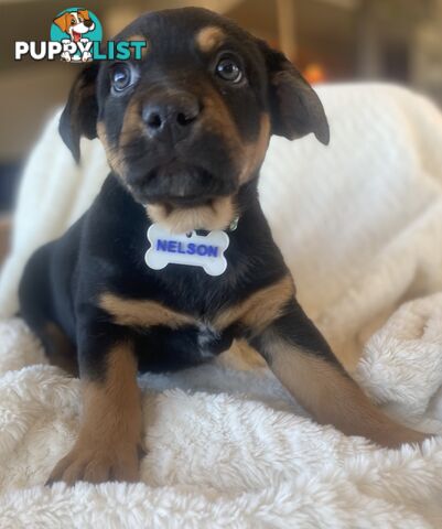 Beautiful Kelpie x Cattle Dog Puppies
