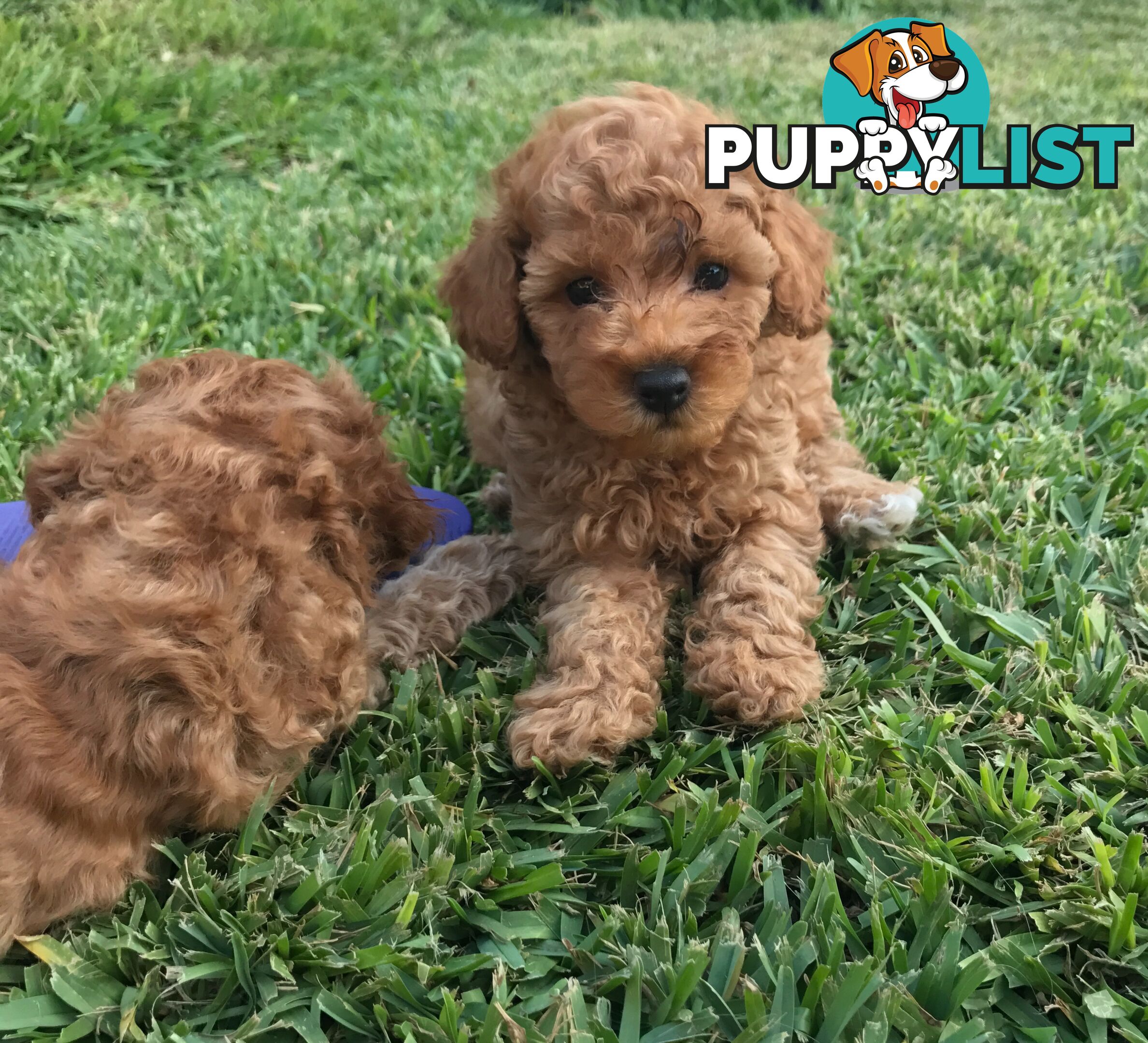 4 Adorable pure breed toy poodle puppies All Sold! 