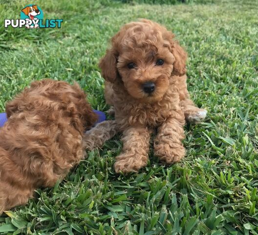 4 Adorable pure breed toy poodle puppies All Sold! 