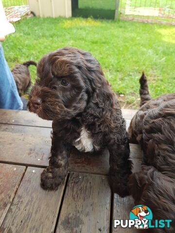 Gorgeous Sproodle Pups