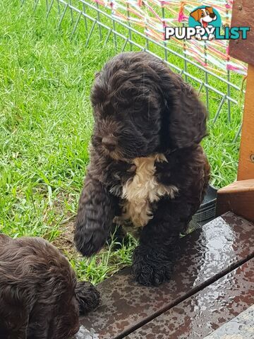 Gorgeous Sproodle Pups