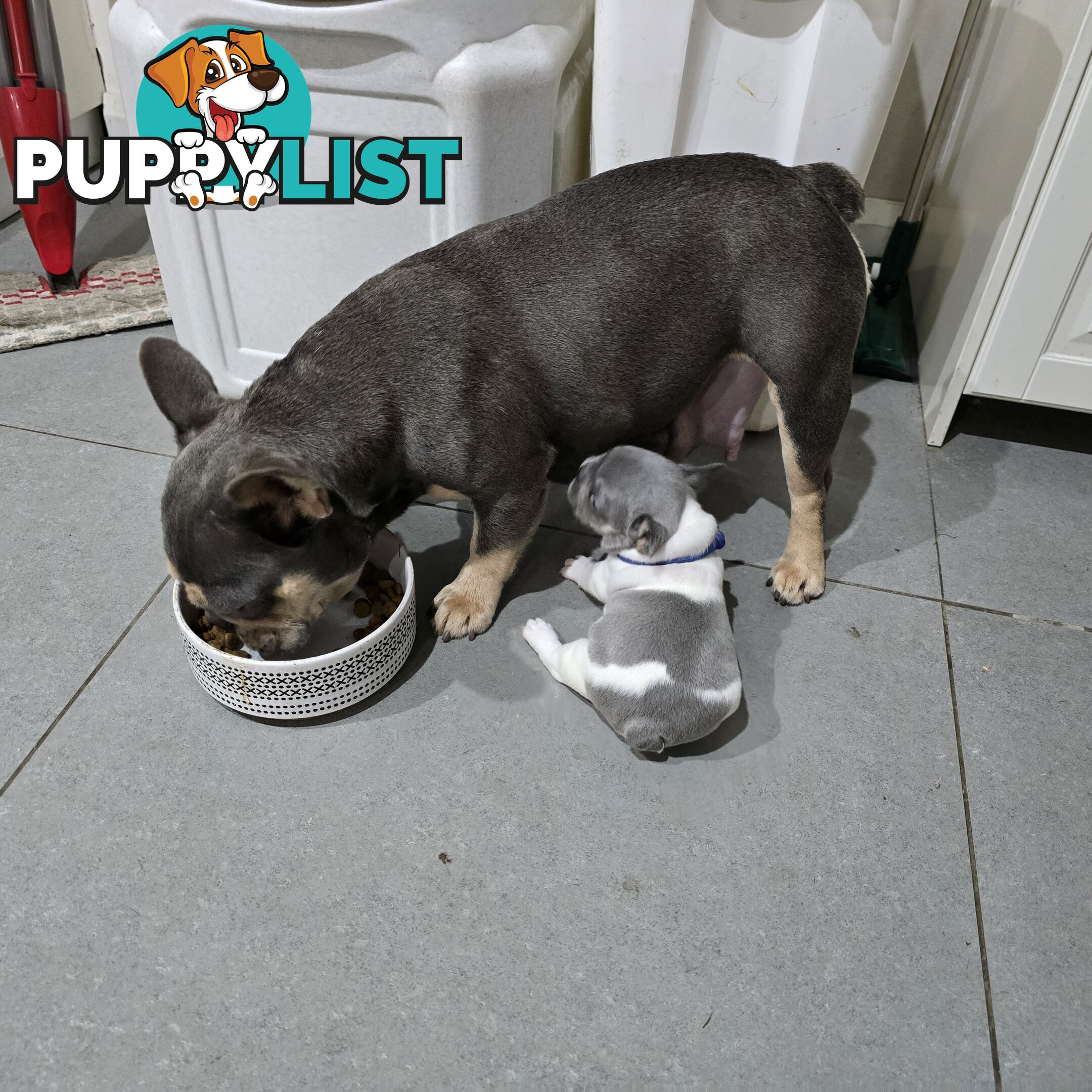 French puppys