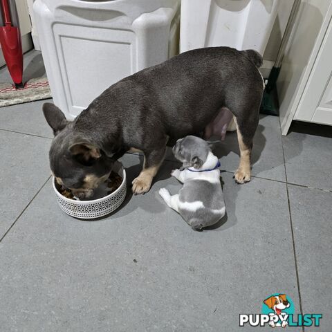 French puppys