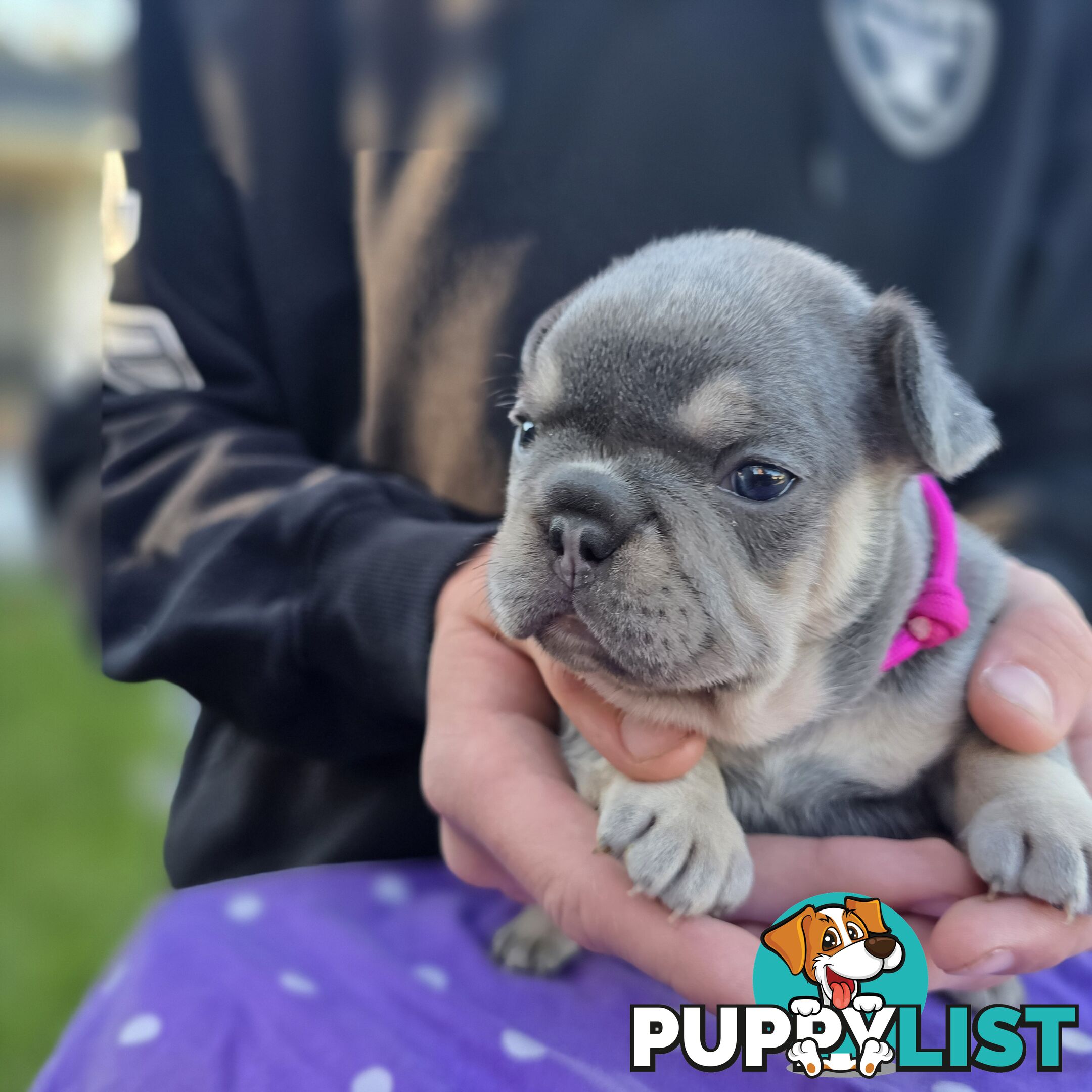 French puppys