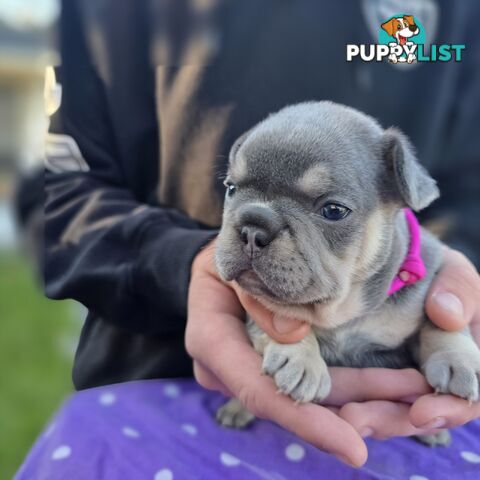 French puppys