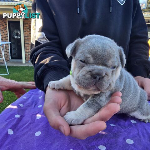French puppys