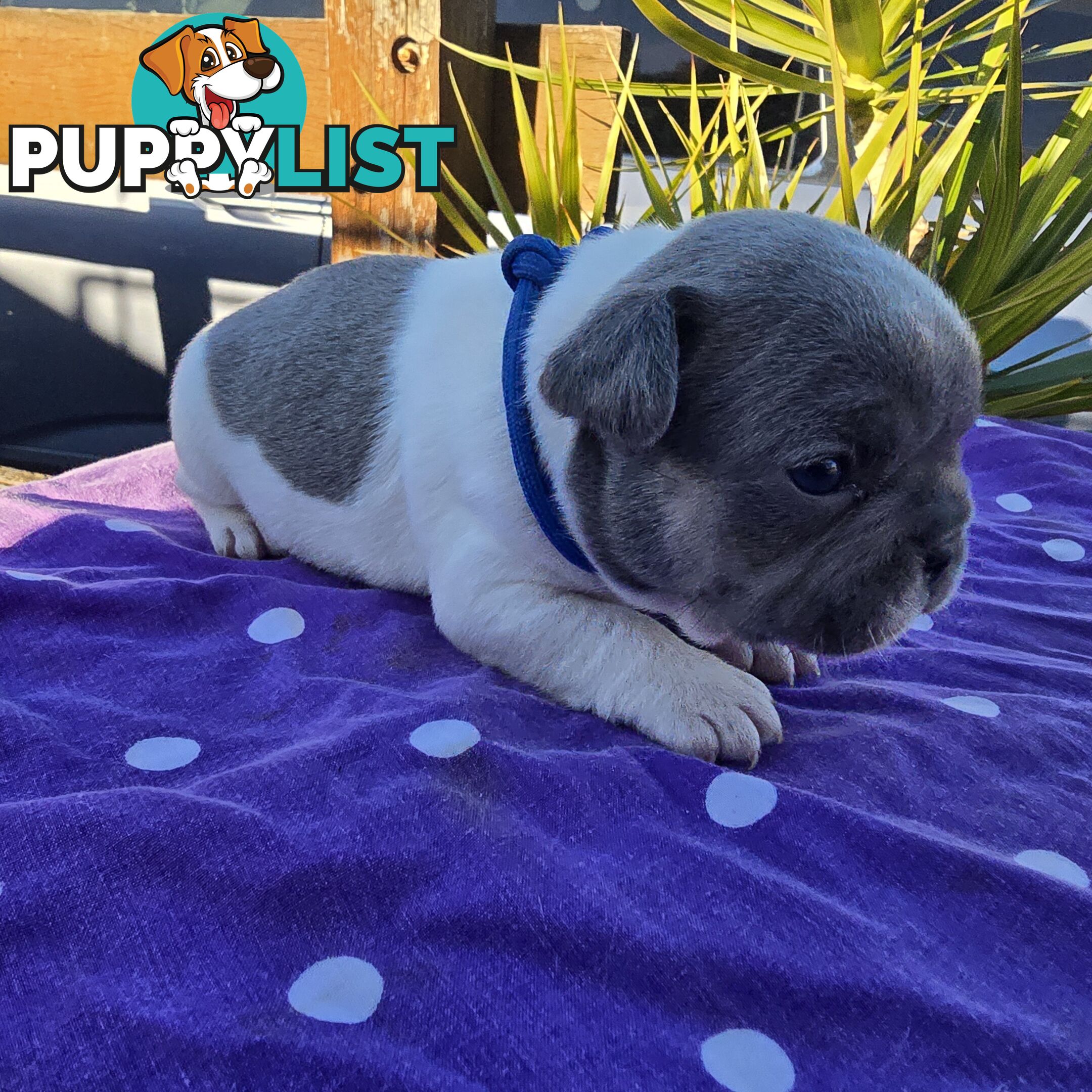French puppys