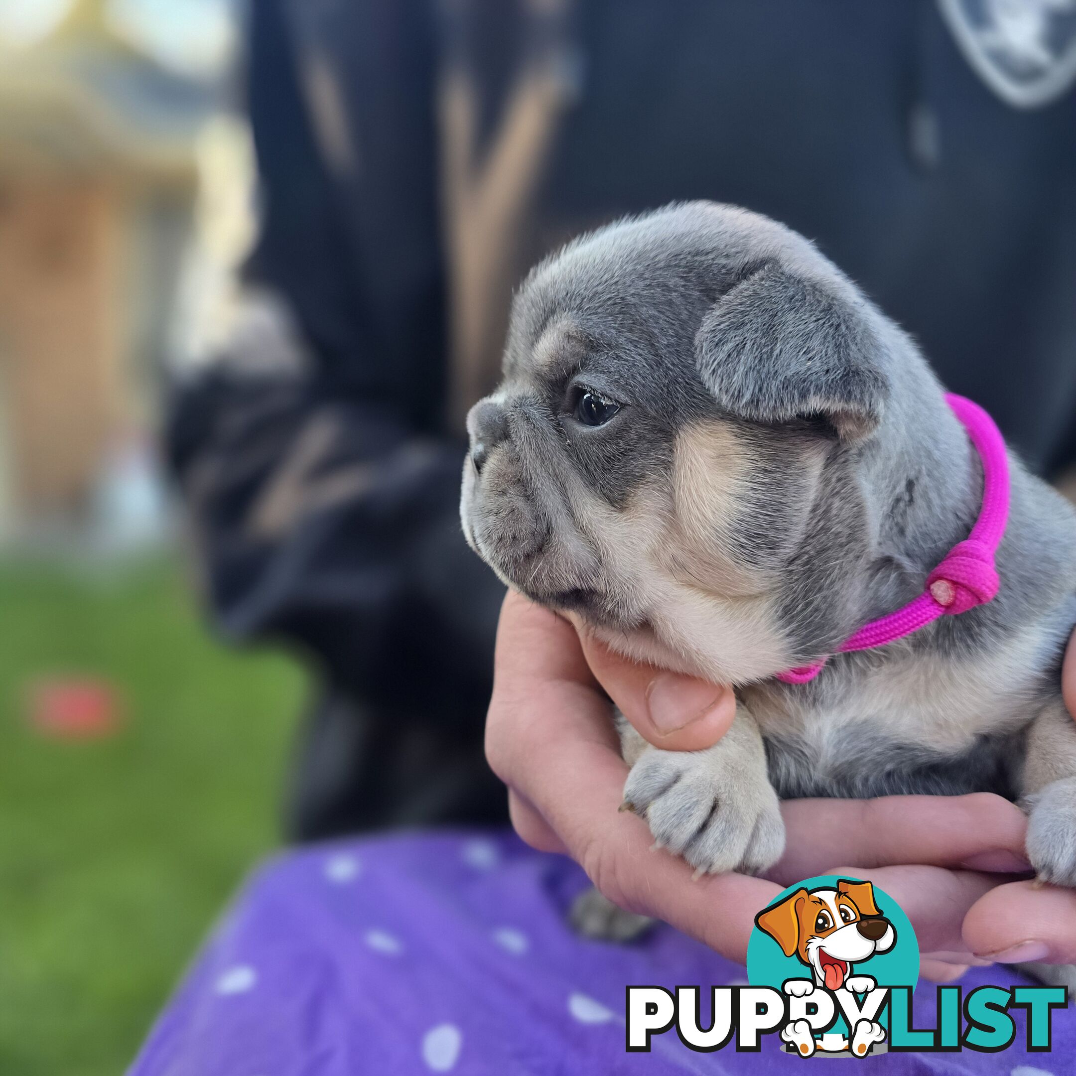 French puppys