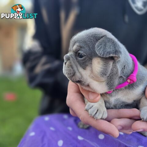 French puppys