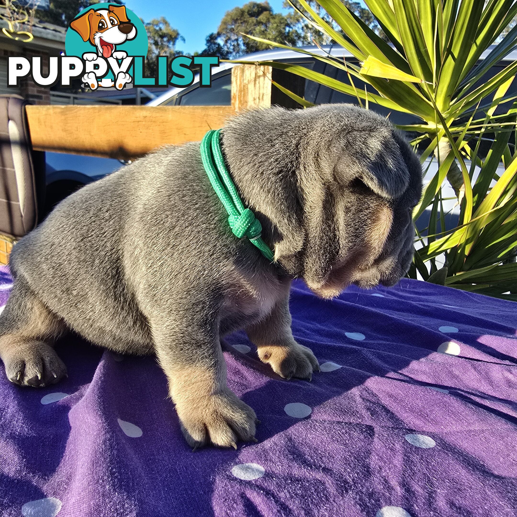 French puppys