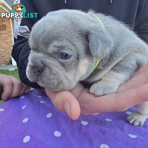 French puppys