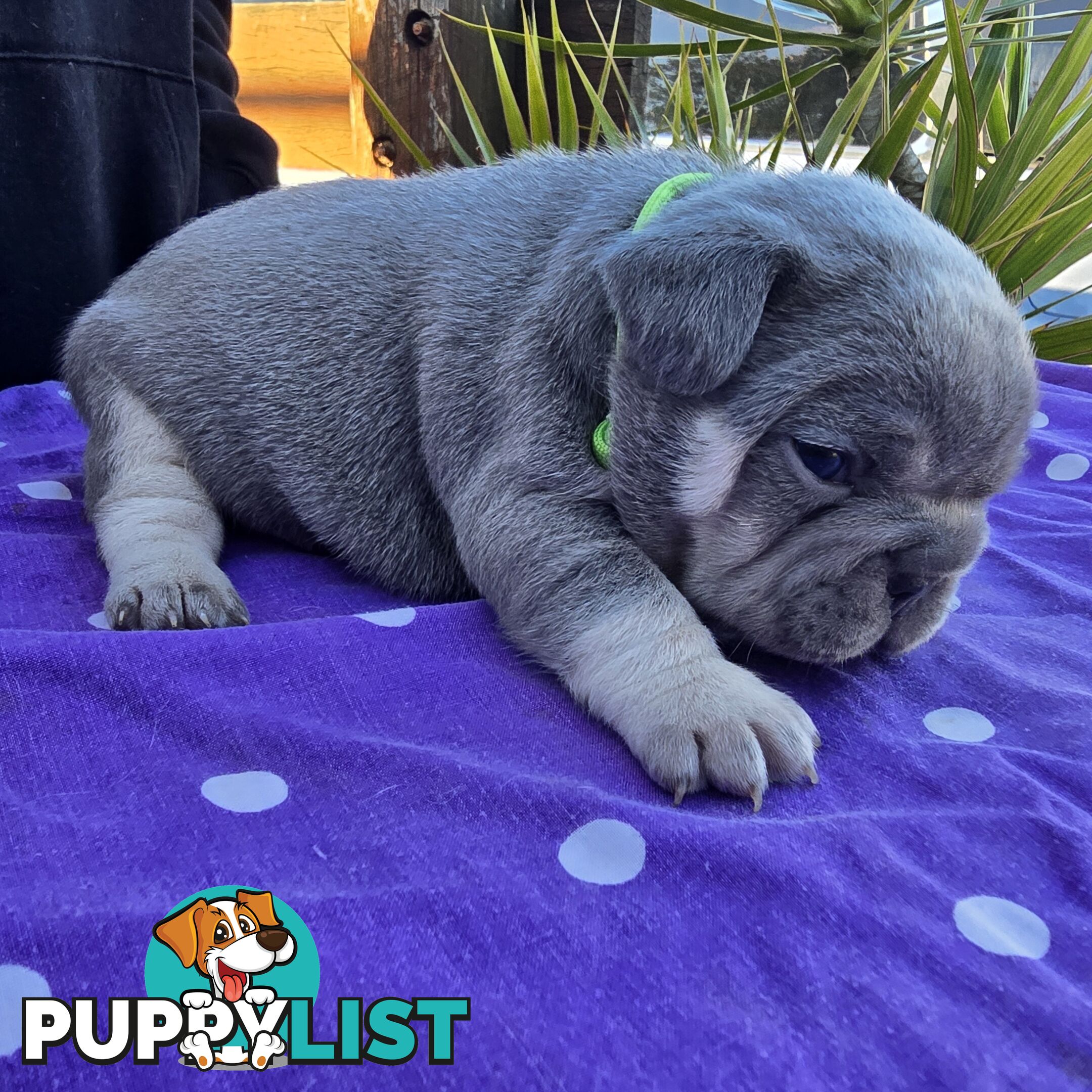 French puppys