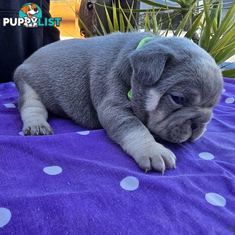 French puppys