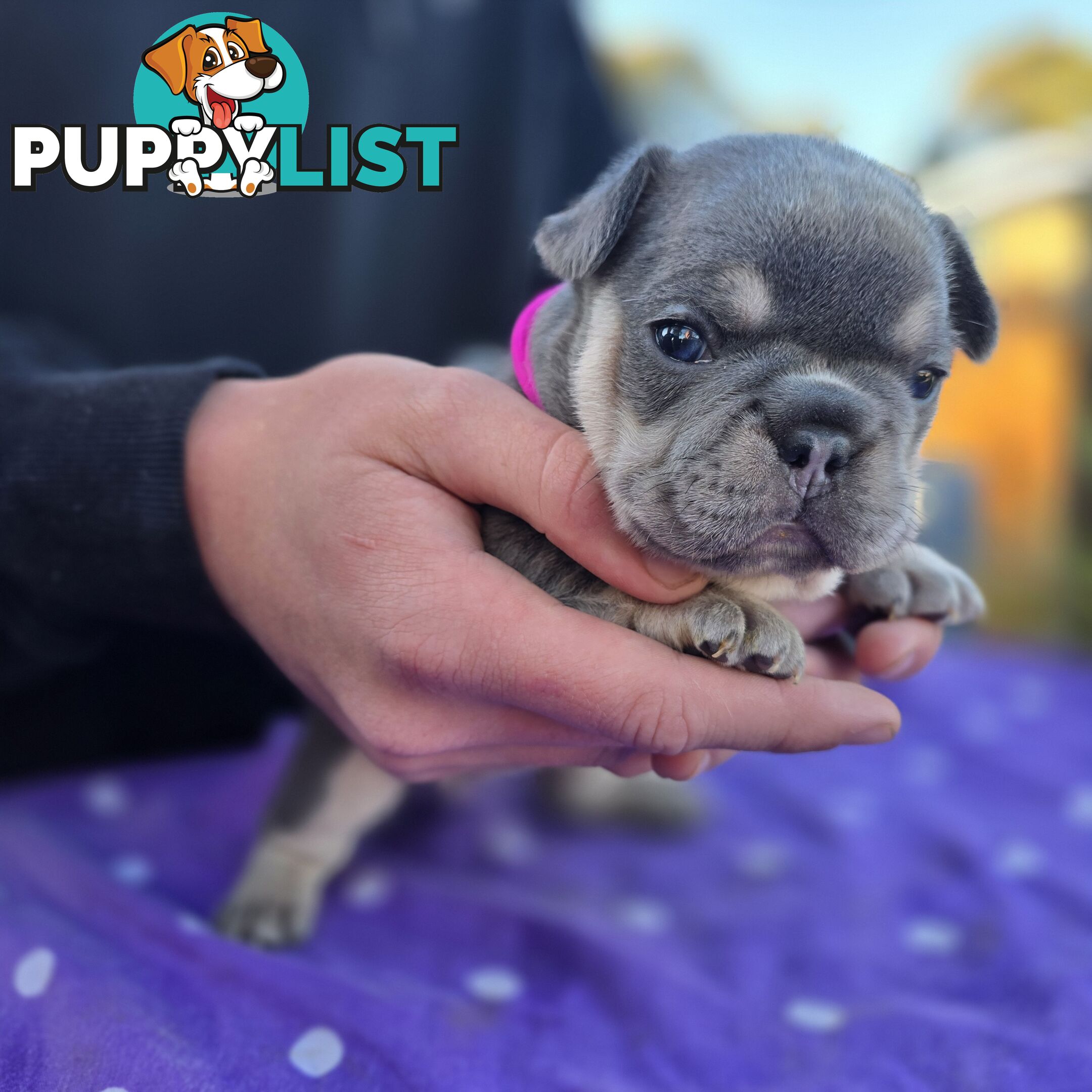 French puppys